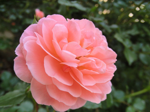 アプリコット　ドリフト9974