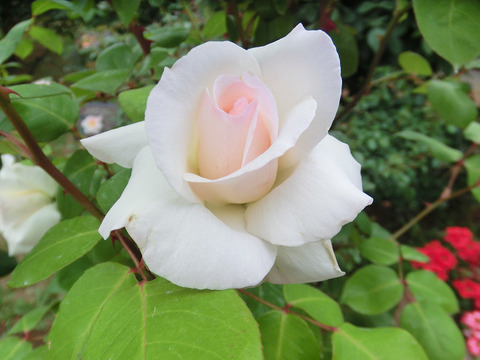 マダム　ジュール　ブーシェ　0685