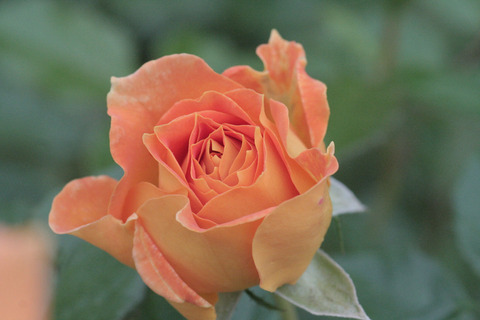 ゴレデルゼsIMG_7605