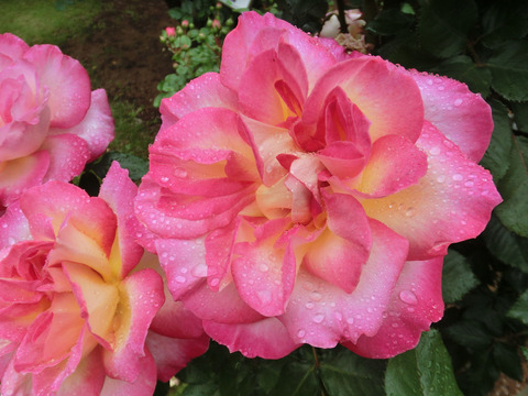 カリフォルニア　ドリーミングsCIMG6032