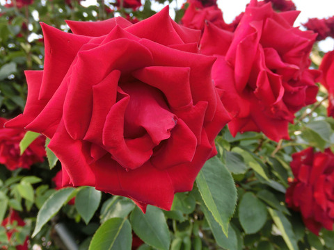 オープニング　ナイト2762