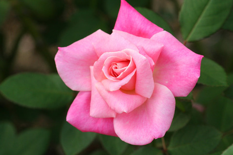 ピンク　パルフェ_0489