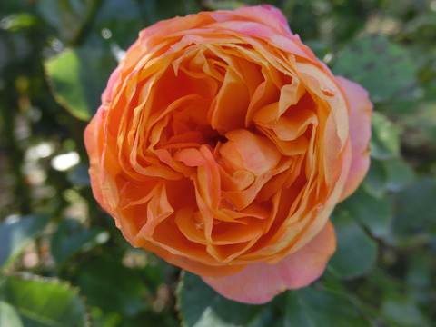 ベビー　ロマンティカsCIMG8189