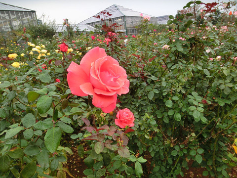 グレフ　レナート　1404