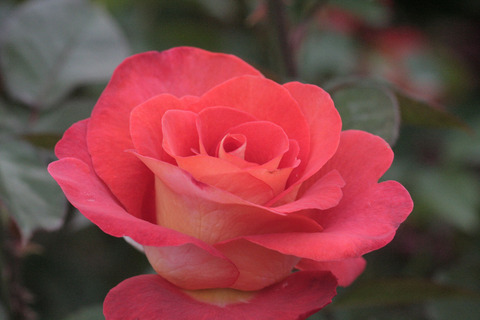 レオニダスsIMG_7581