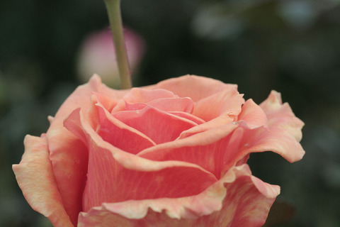 アシュラムsIMG_5229