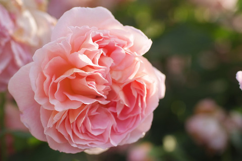 エマニュエル (2)