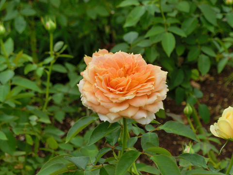 キャラメル　アンティークsCIMG4844