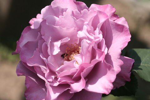 エンジェル　フェイス9104