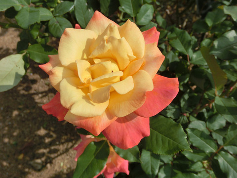 リオ　サンバsCIMG6439