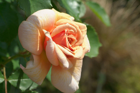 えみ　笑み　（えみ）sDSCF1077