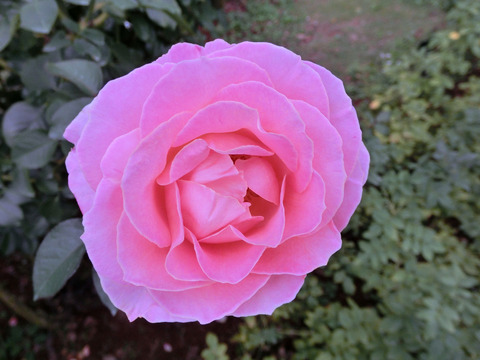 エルsCIMG7602