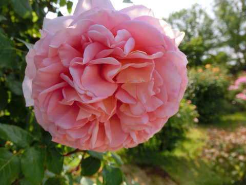 ワイフ　オブ　バスsCIMG4102