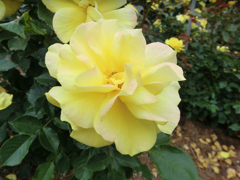 フリージアsCIMG5511