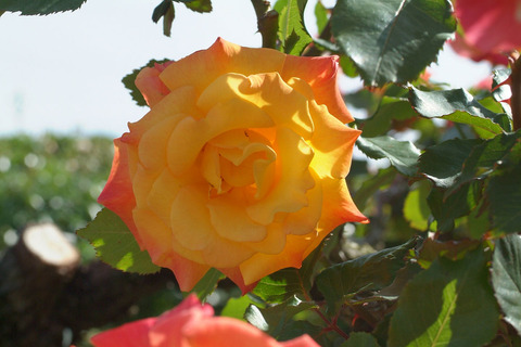 リオ　サンバsDSCF1387