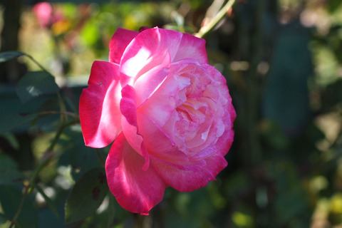 せいか　聖火　（せいか）sDSCF8928