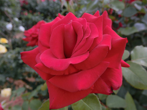 カーディナルsCIMG5366