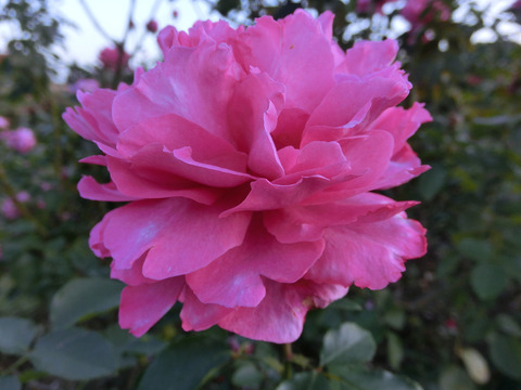 イブ　ピアッチェsCIMG8346