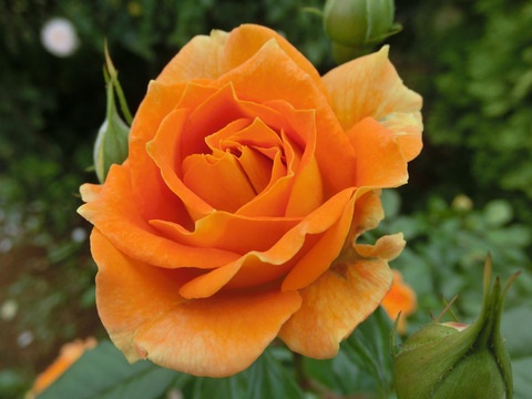 ゴレデルゼsCIMG7511