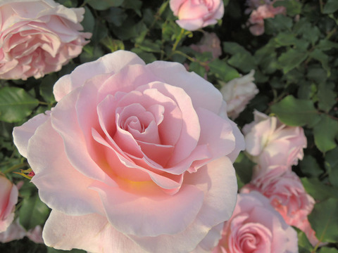 ピンク　フレンチレース4131