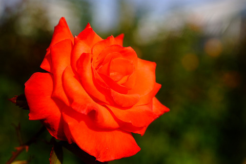 レディ　ローズ4870