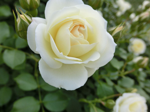 バニラ　ボニカ1309