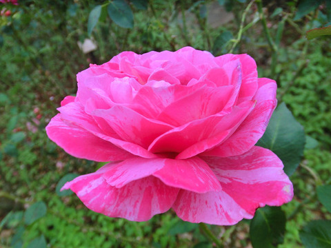 キャンディ　ストライプ