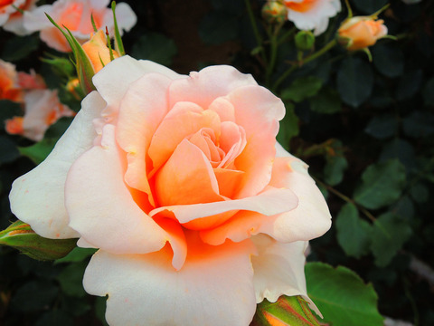 ことね　琴音sDSCN6034