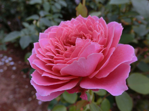 ロマンティック　アンティークsCIMG8411