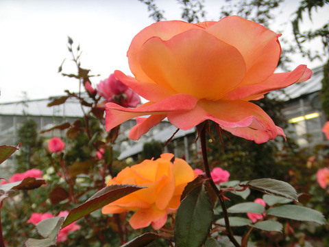 ケニギン　ベアトリックス　1245