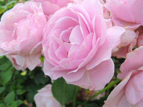 しのぶれどsDSCN6784