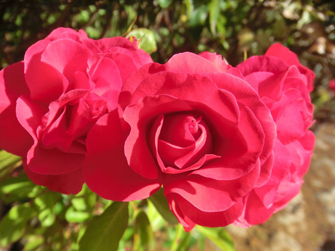 エルベショーン (2)