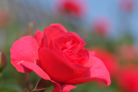 エルベショーン