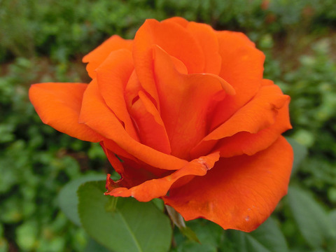 ローズ　５０（ゴーマル）ならしのsCIMG5032