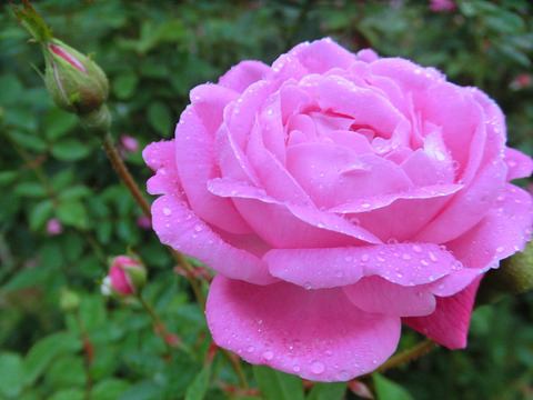 コウシンバラ　1375