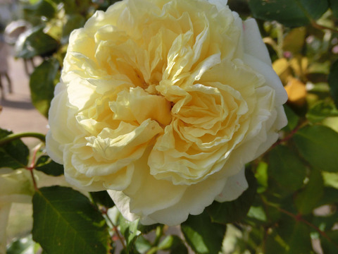 かいきょ　快挙sCIMG8157