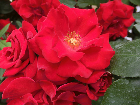 エクスプルワsCIMG4824