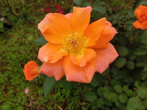 ザンブラ　’９３sCIMG4807