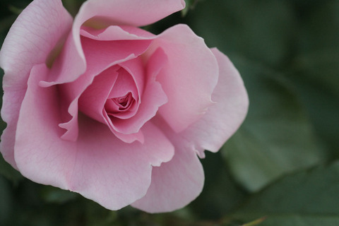 サマー　モルゲン4903