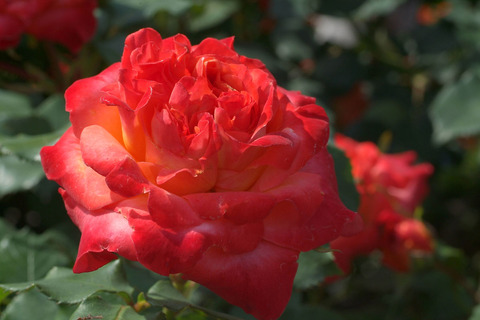 フリュイテsDSCF1208