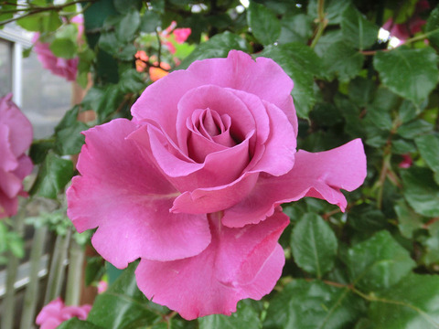 ショッキング　ブルー0710