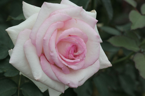 はつこい　初恋　（はつこい）sIMG_6551