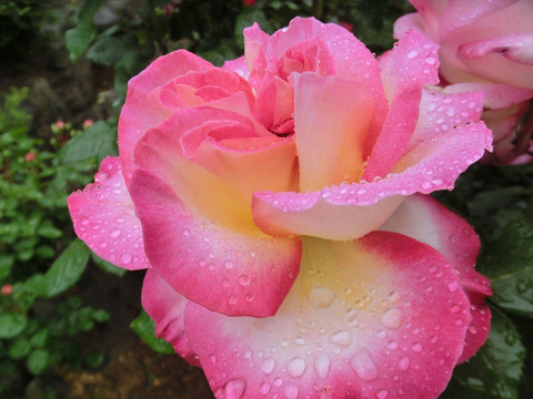 カリフォルニア　ドリーミングsCIMG6039