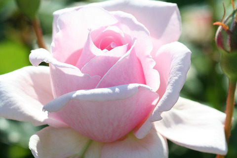 ロードリー　オベロン