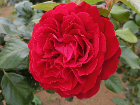 ロートケプヘンsCIMG5589