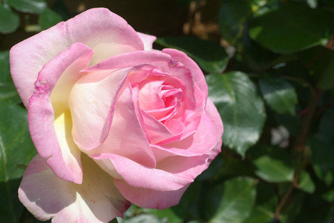 プリンセス　ドゥ　モナコsDSCF0836