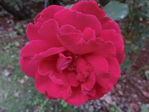 ビクトル　ユーゴsCIMG7631