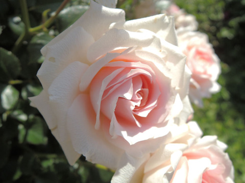 レディ　メイアンディナ3656