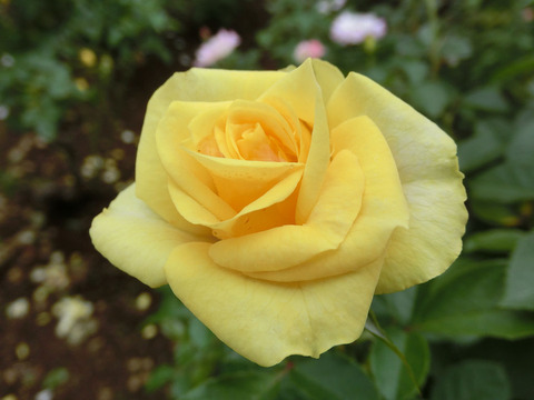 ゴールデン　フラッシュsCIMG4652