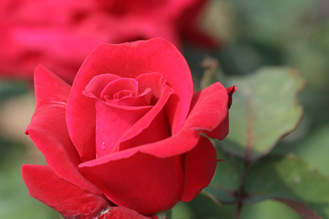 ローズ　オオサカ